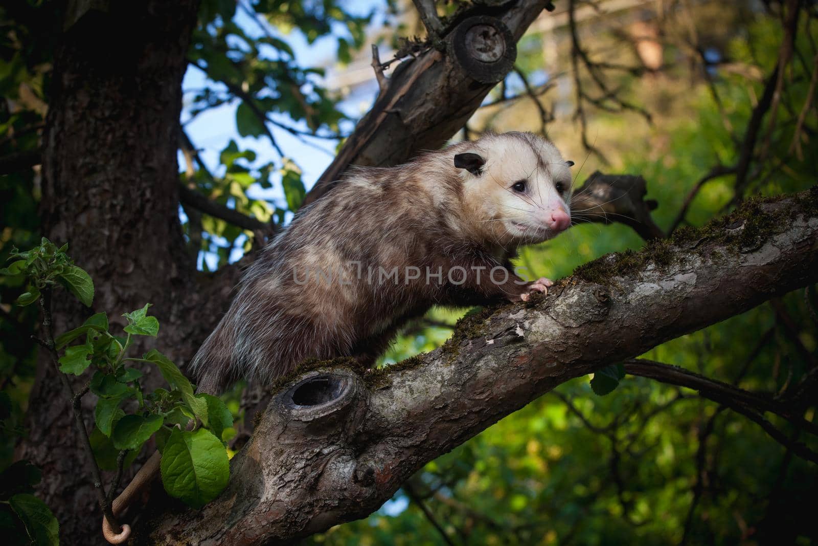 The Virginia or North American opossum, Didelphis virginiana, in the garden