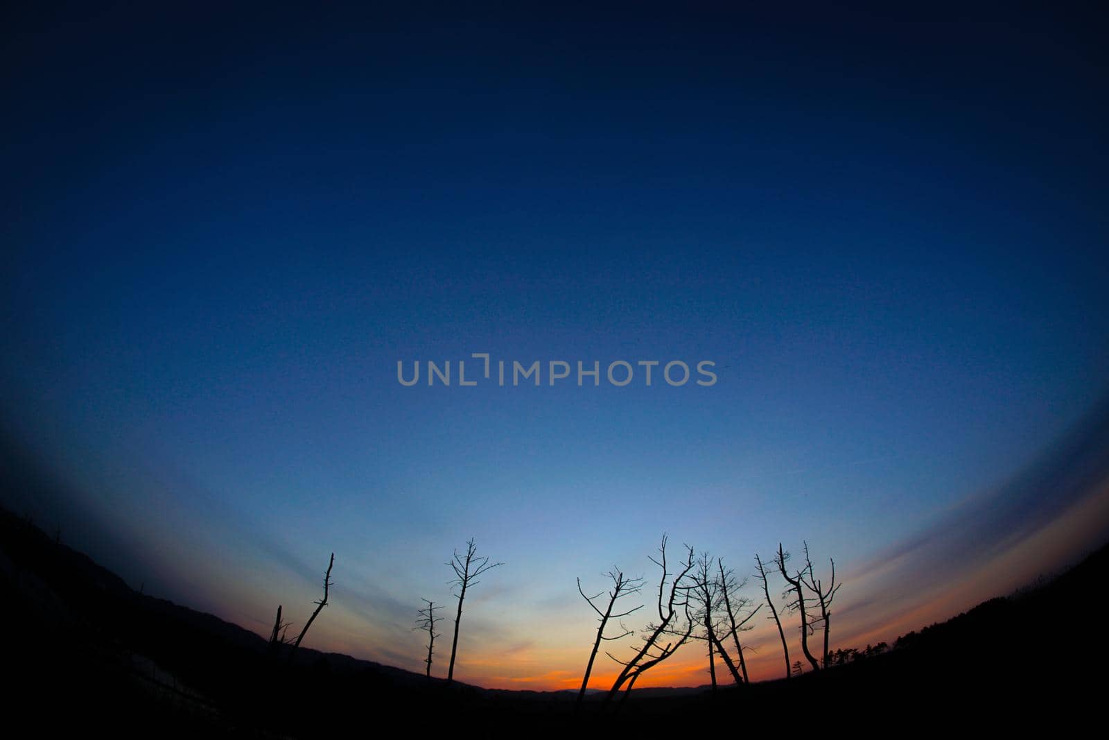 Tree on the water surface with dusk. Shooting Location: Miyagi Prefecture Yamamoto-cho