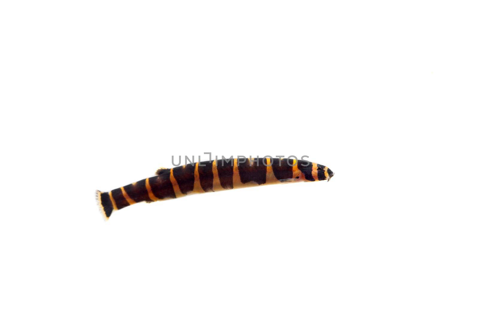 Aquarium Fish Myer's slimy loach, Pangio myersi, isolated on white background