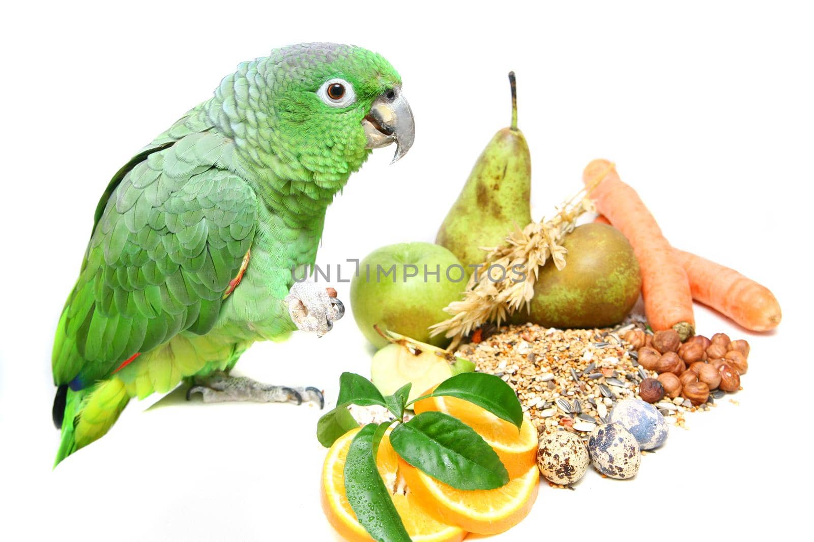 Mealy Amazon parrot eating on white by RosaJay