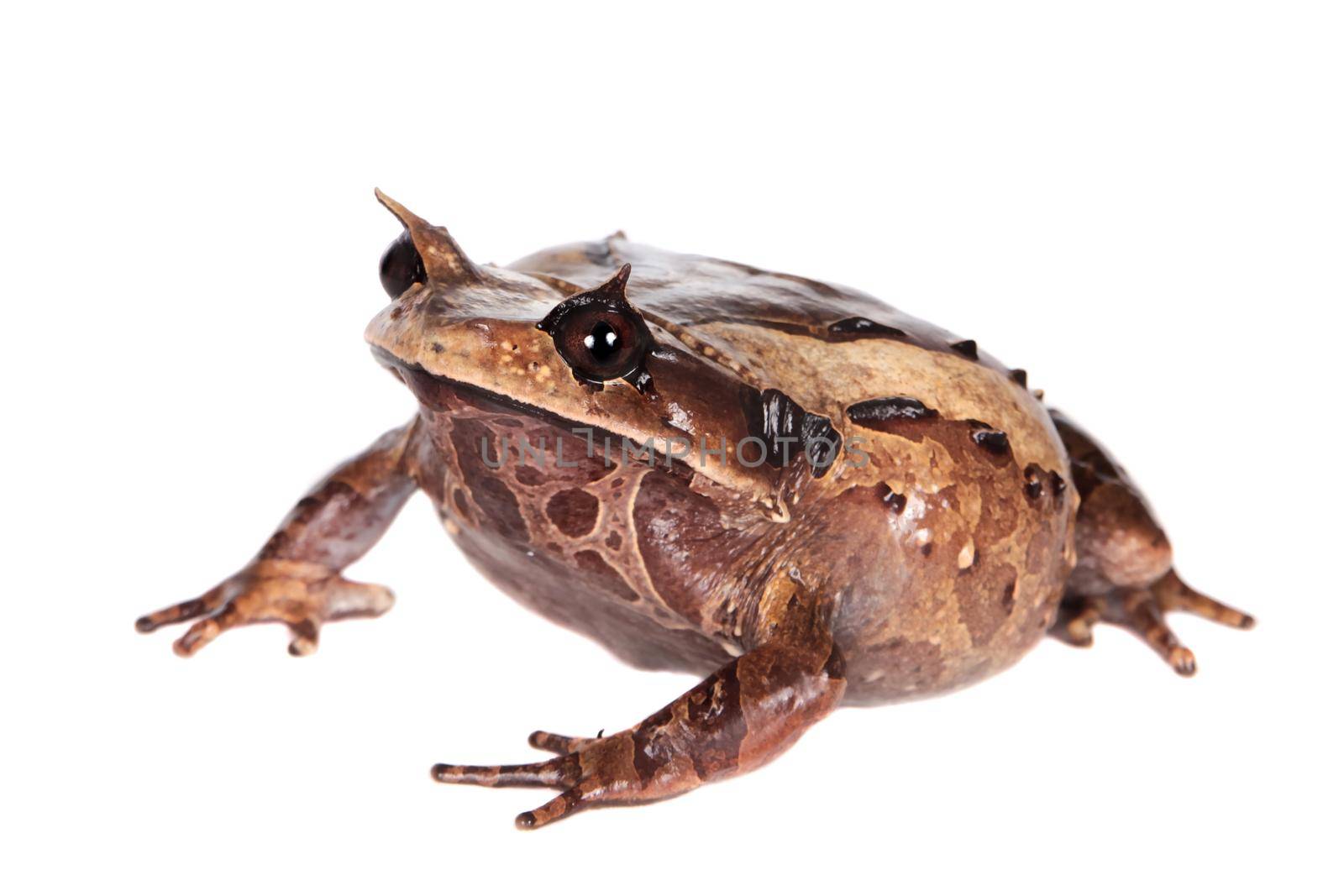 Annam spadefoot toad, brachytarsophrys intermedia, isolated on white background