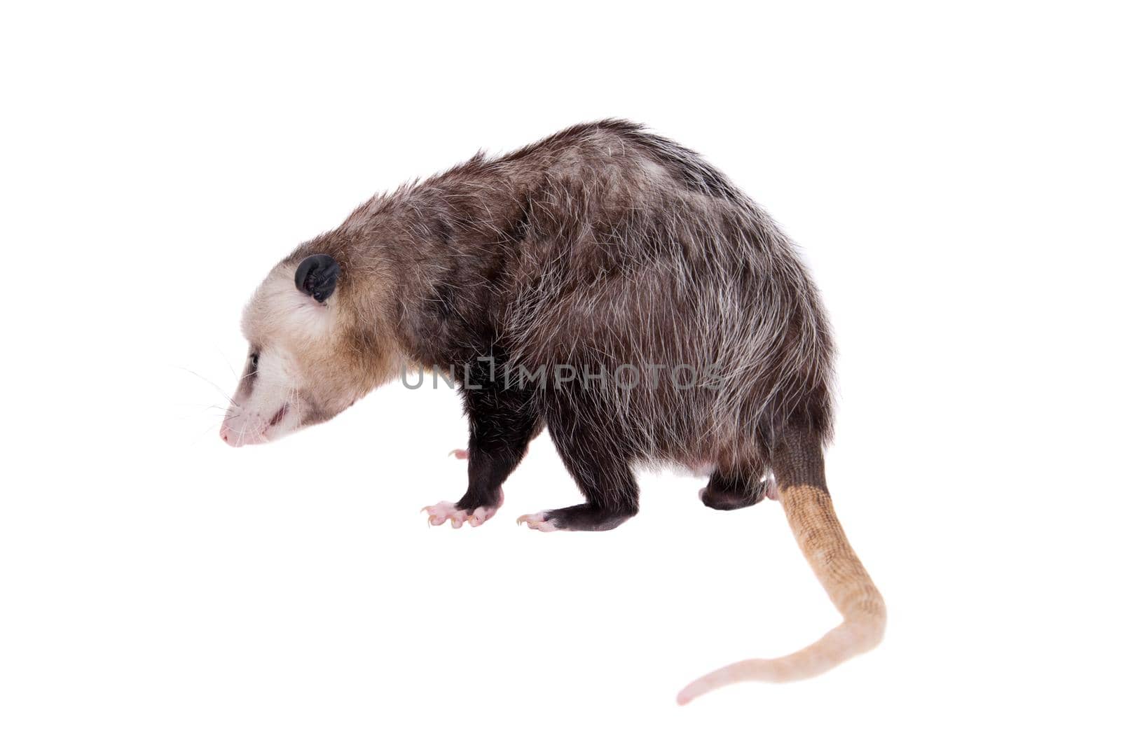 The Virginia or North American opossum, Didelphis virginiana, isolated on white background