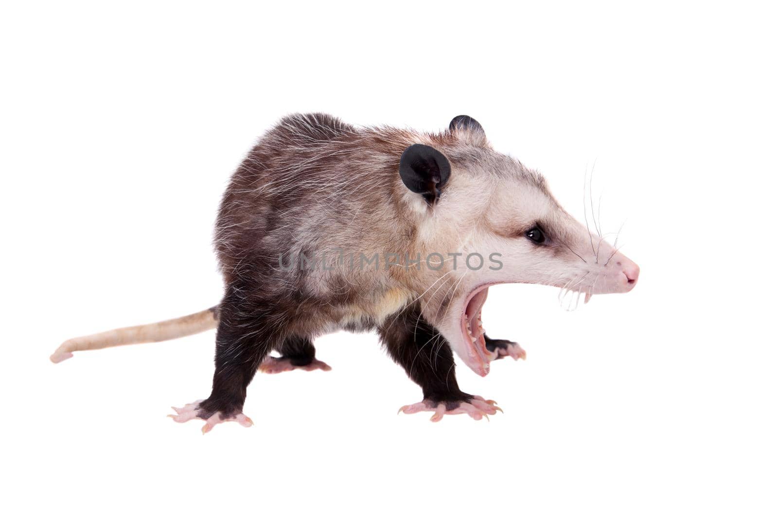 The Virginia or North American opossum, Didelphis virginiana, isolated on white background