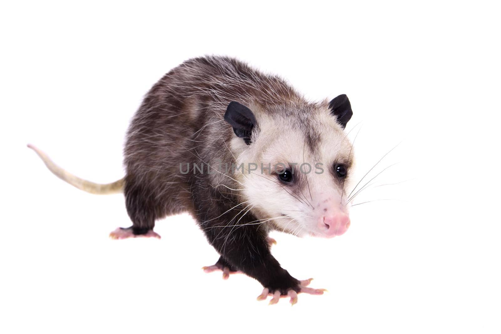 The Virginia or North American opossum, Didelphis virginiana, isolated on white background