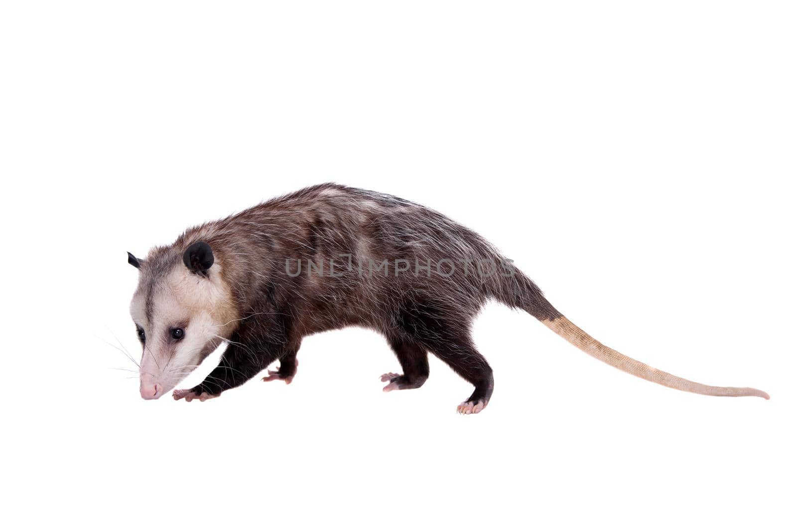 The Virginia opossum, Didelphis virginiana, on white by RosaJay