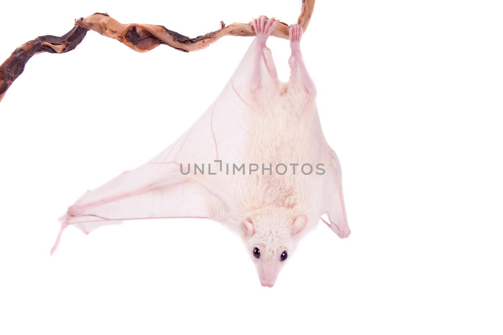 Egyptian fruit bat isolated on white by RosaJay