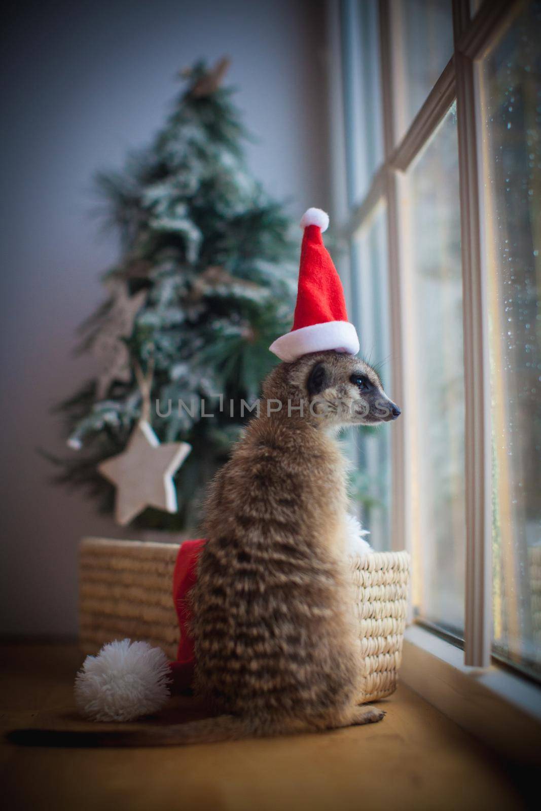 The meerkat or suricate, Suricata suricatta, in decorated room with Christmass tree in front of window