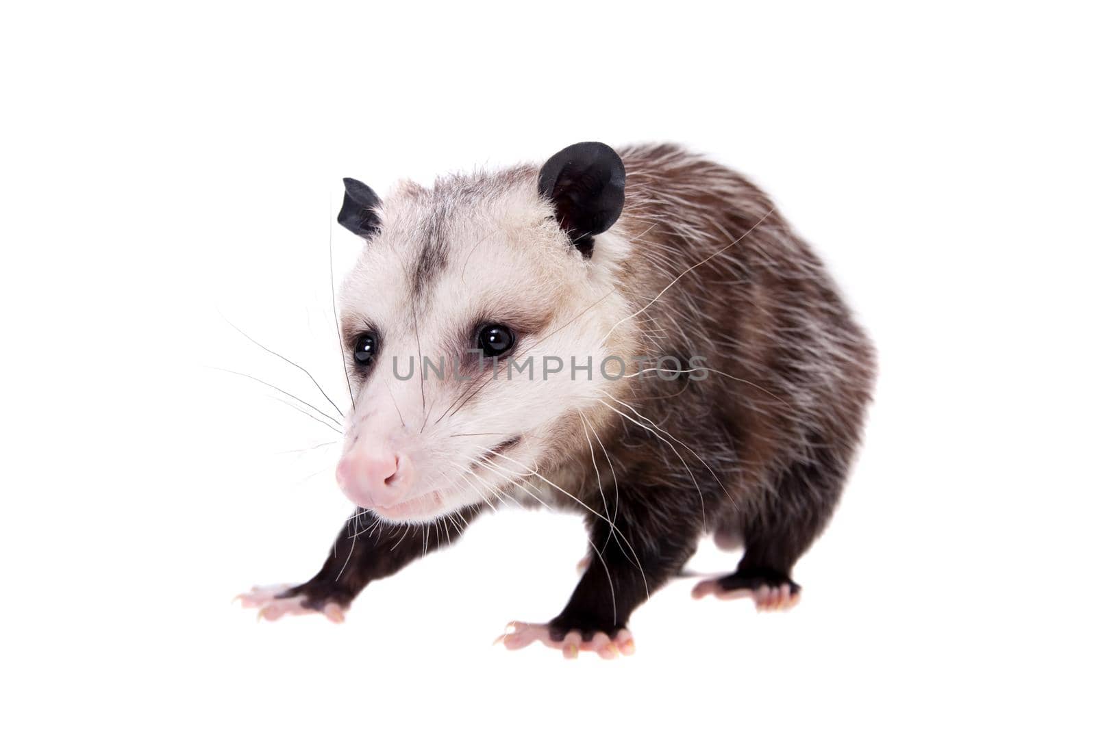 The Virginia or North American opossum, Didelphis virginiana, isolated on white background