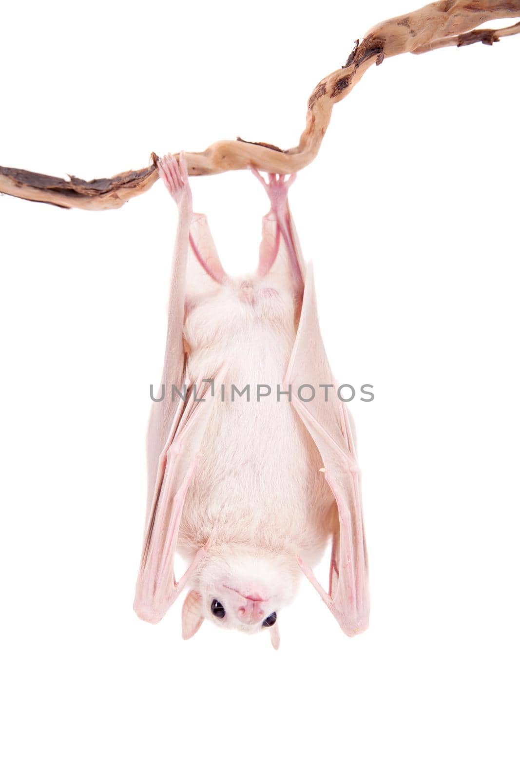 Egyptian fruit bat or rousette, Rousettus aegyptiacus. on white background