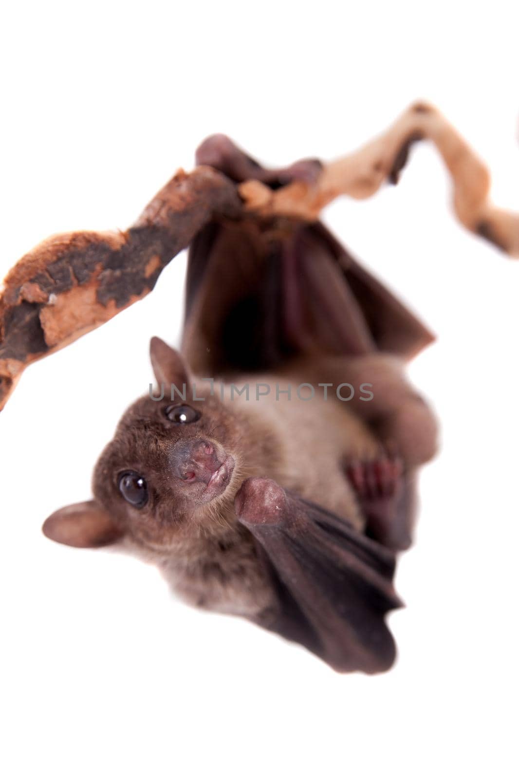 Egyptian fruit bat or rousette, Rousettus aegyptiacus. on white background