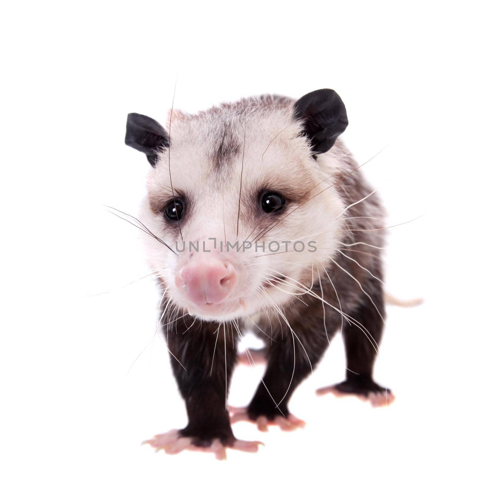 The Virginia or North American opossum, Didelphis virginiana, isolated on white background