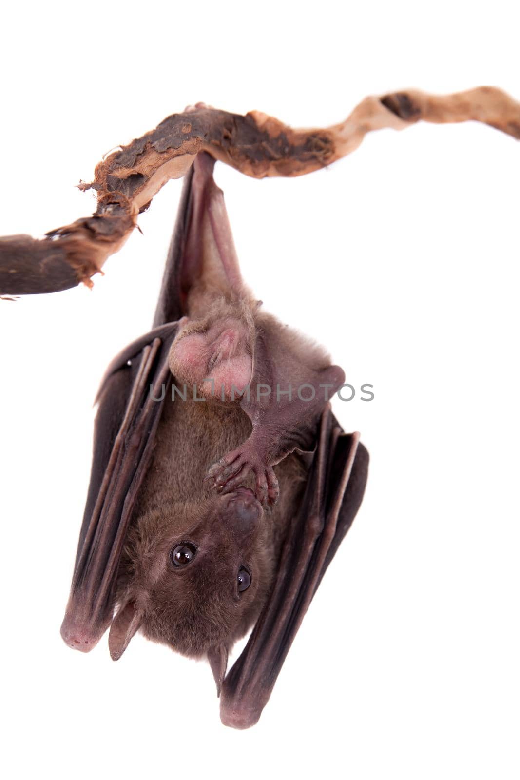 Egyptian fruit bat isolated on white by RosaJay