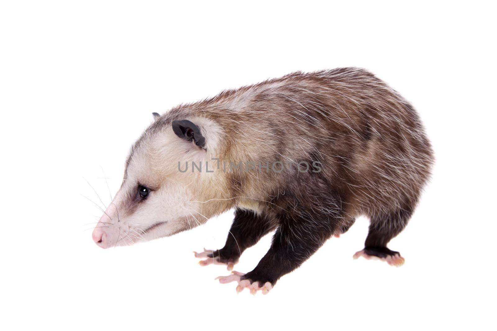 The Virginia or North American opossum, Didelphis virginiana, isolated on white background