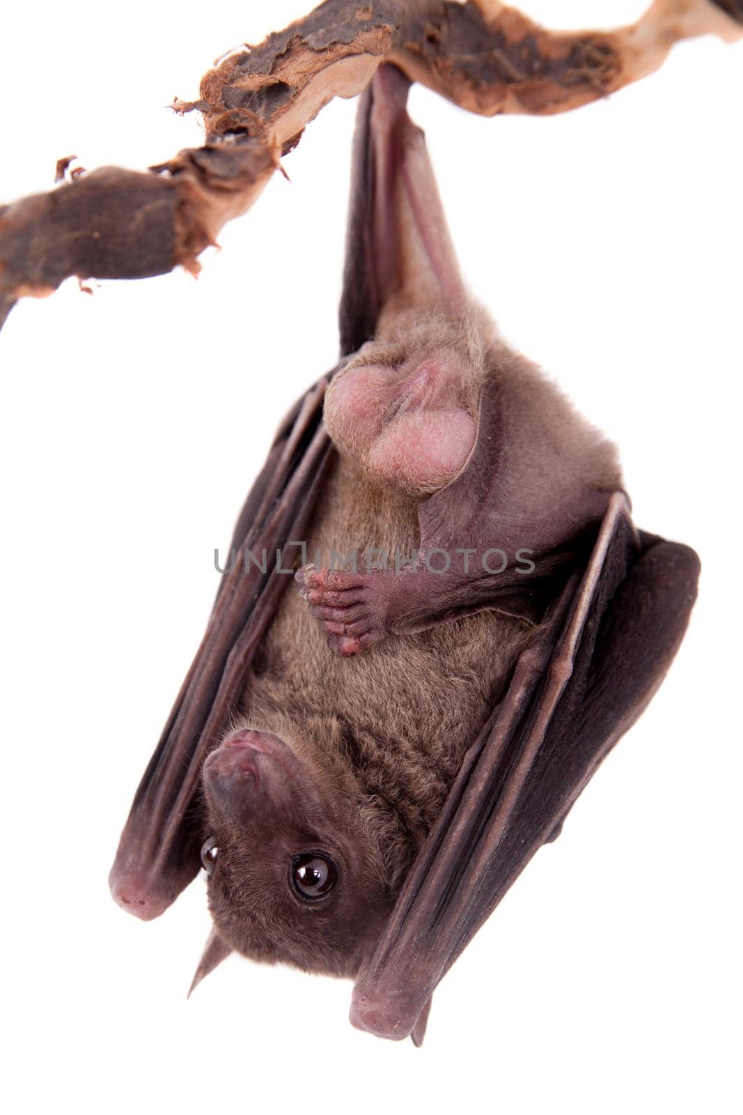 Egyptian fruit bat or rousette, Rousettus aegyptiacus. on white background