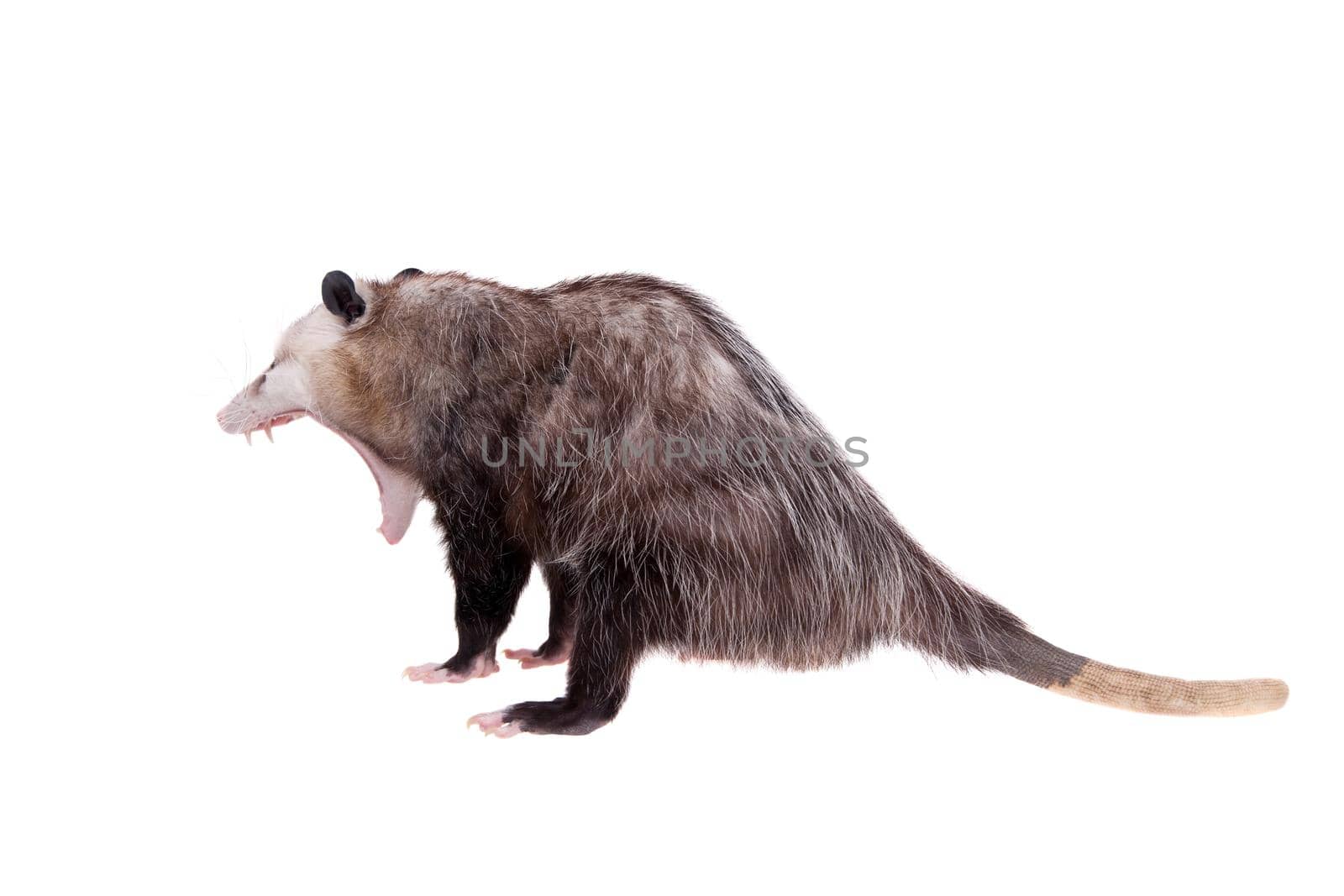 The Virginia or North American opossum, Didelphis virginiana, isolated on white background