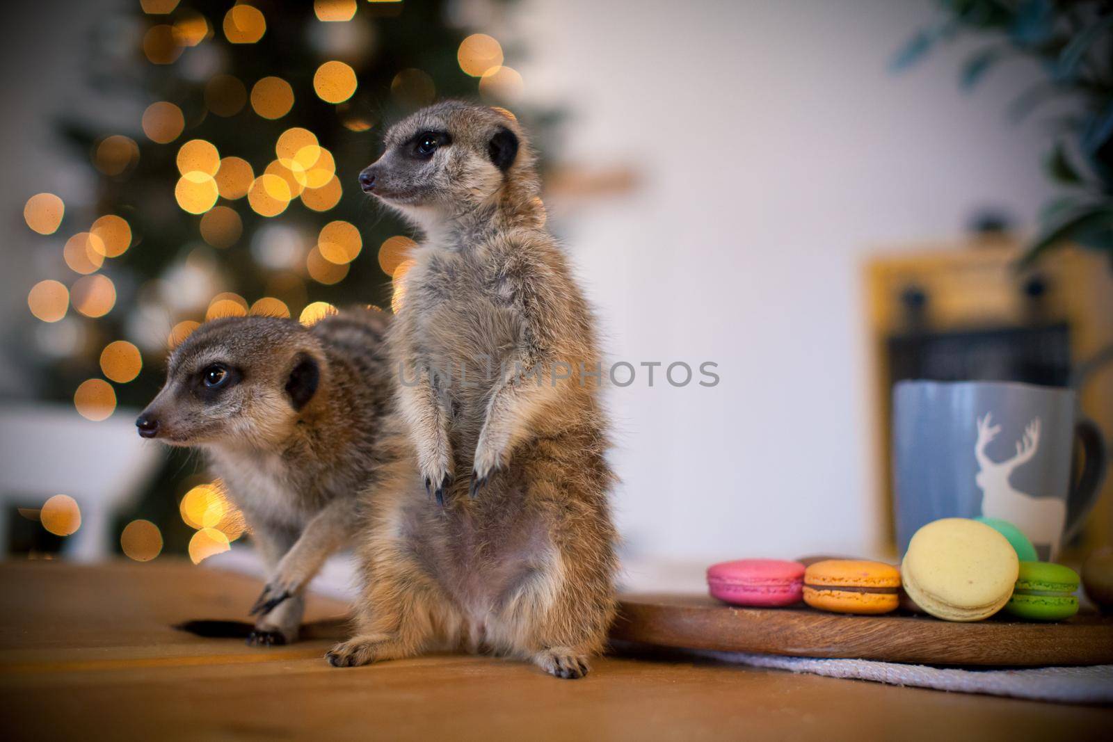 The meerkat or suricate cubs in decorated room with Christmass tree. by RosaJay