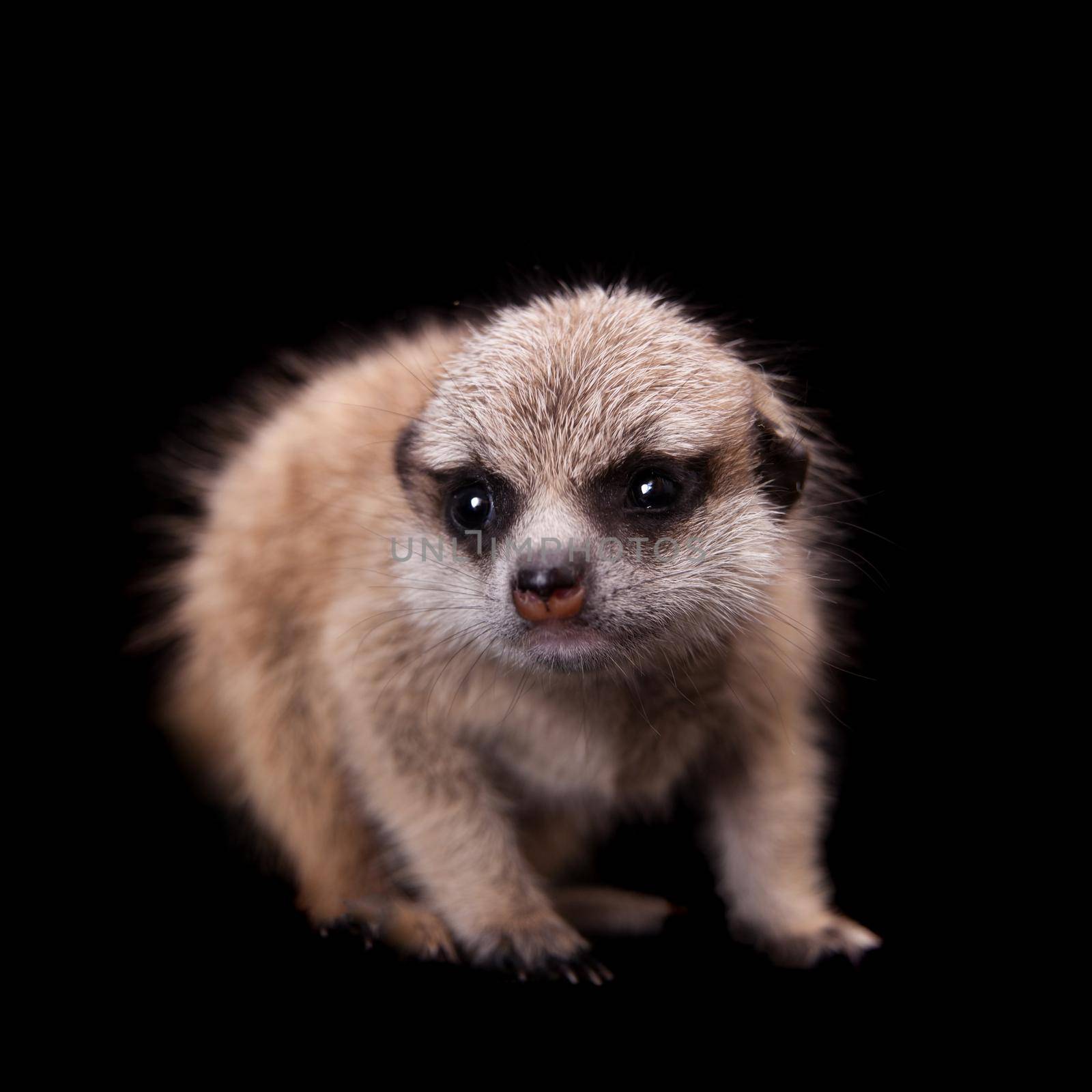 The meerkat or suricate cub, Suricata suricatta, isolated on black