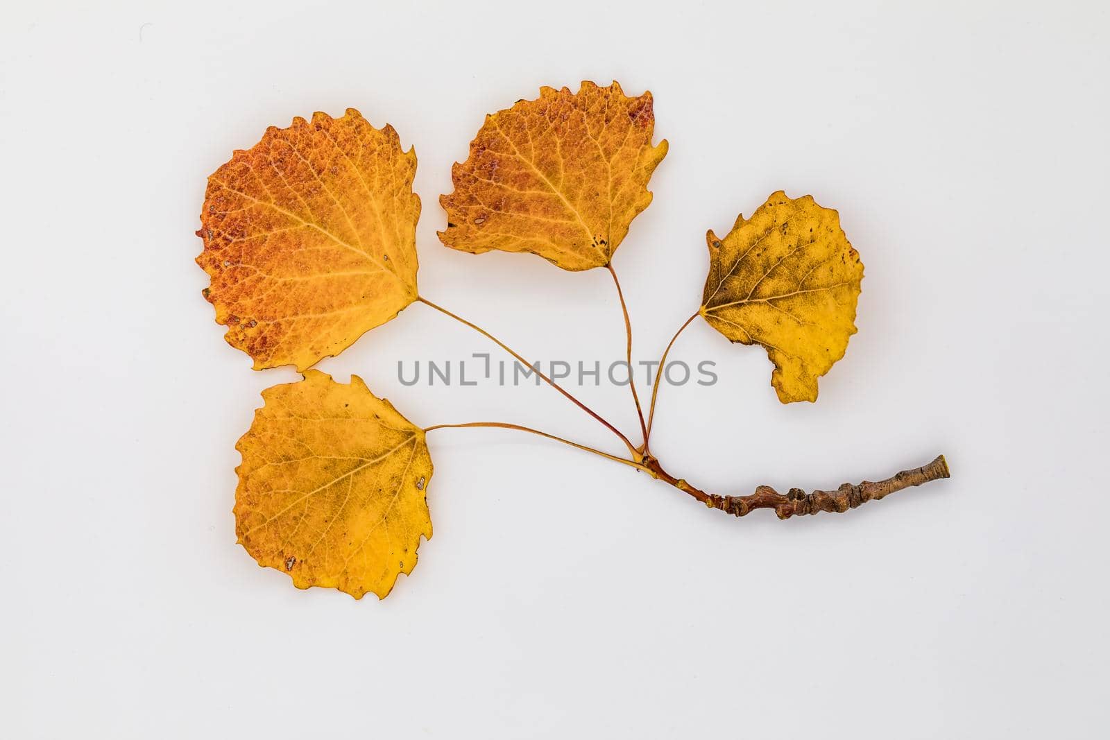 Ensemble of 4 small leaves on a stem with the autumn colors yellow, orange and brown