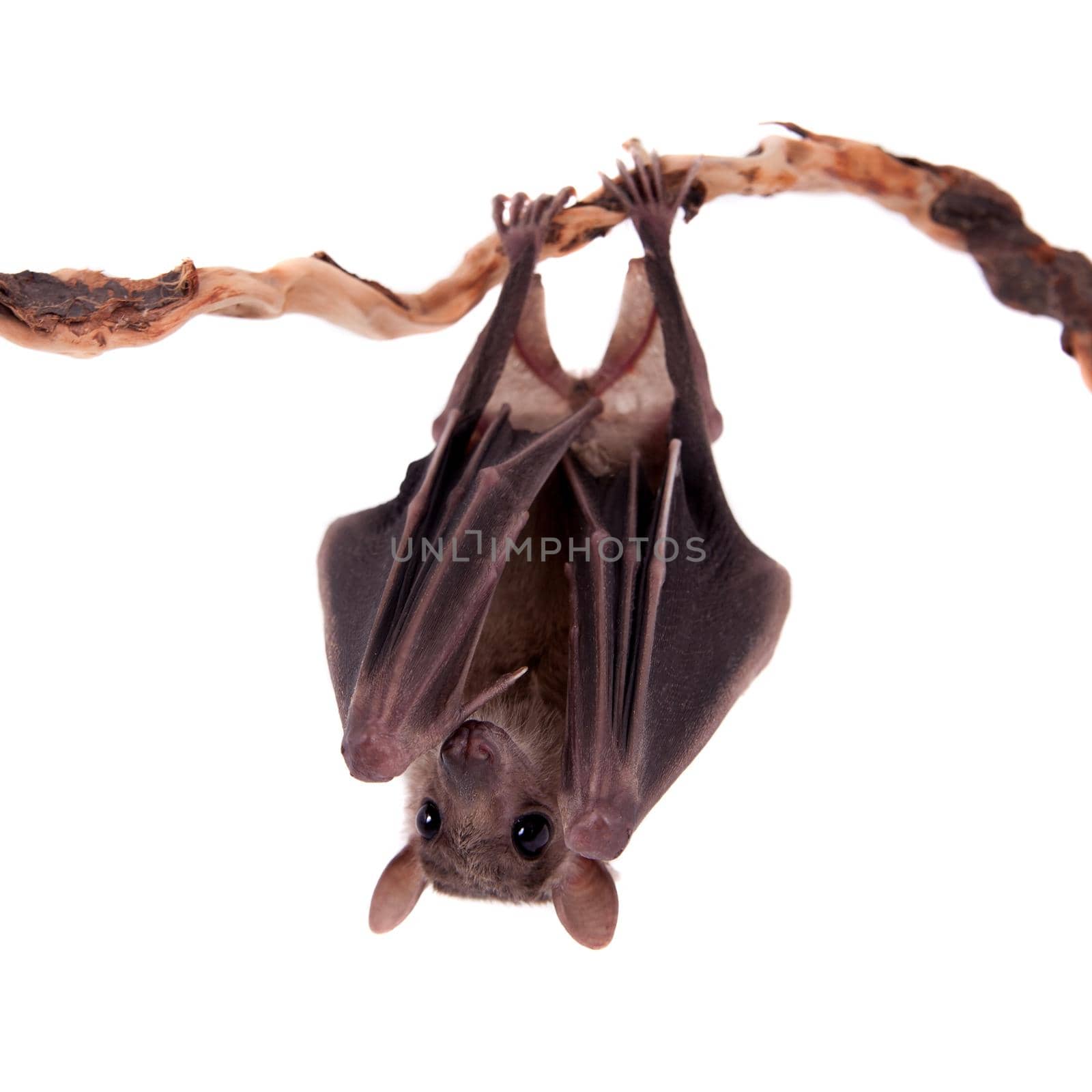 Egyptian fruit bat or rousette, Rousettus aegyptiacus. on white background