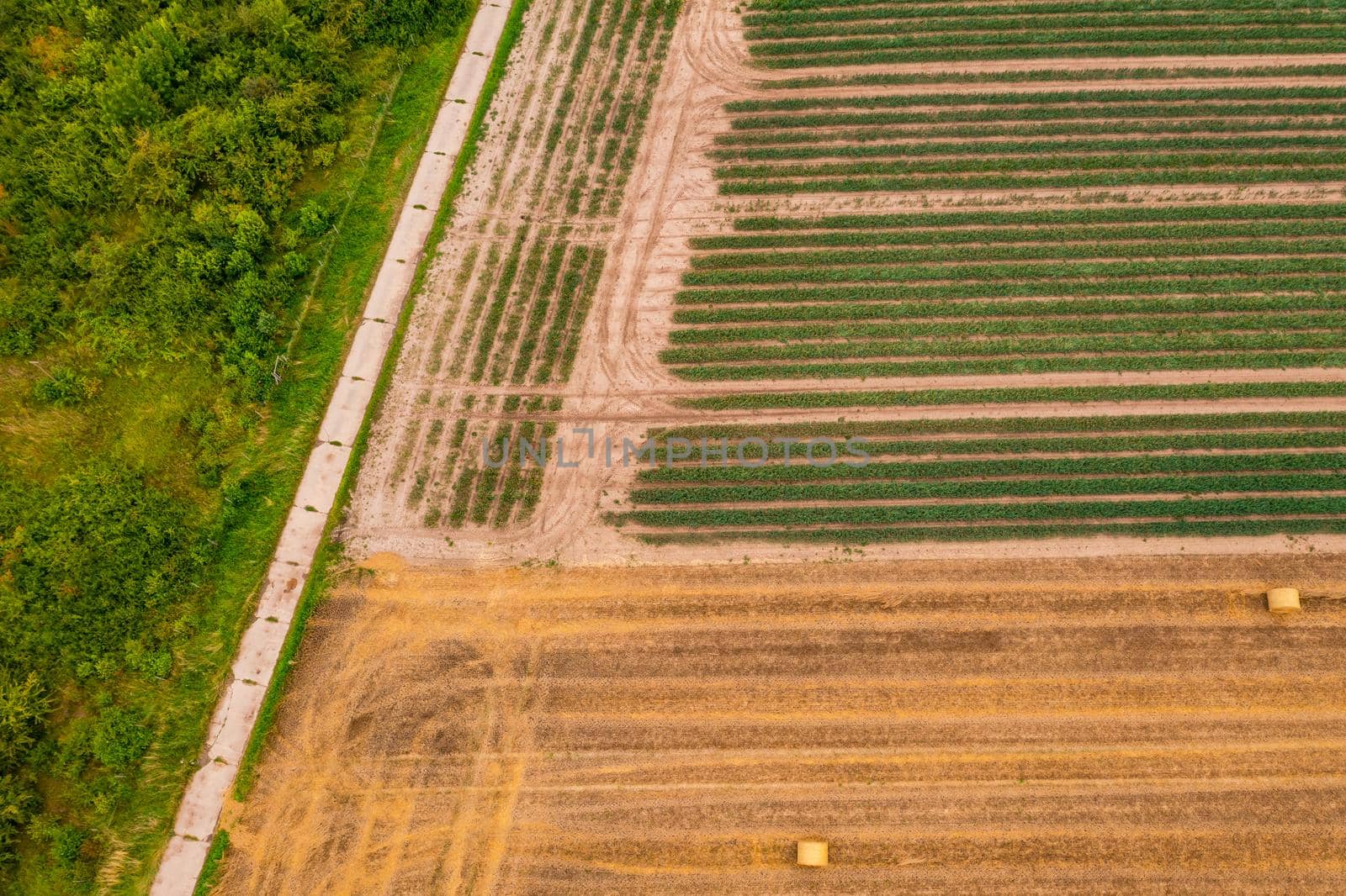 A dirt road divides a piece of tree from a field with onions and a field after harvest with hay bales