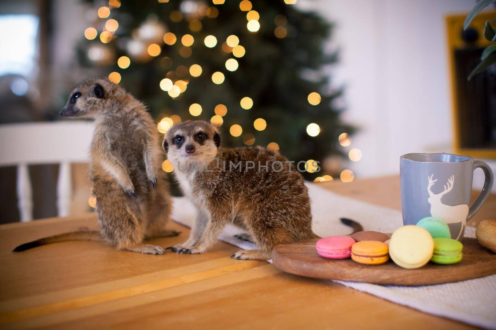 The meerkat or suricate cubs, Suricata suricatta, in decorated room with Christmass tree. New Years celebration.