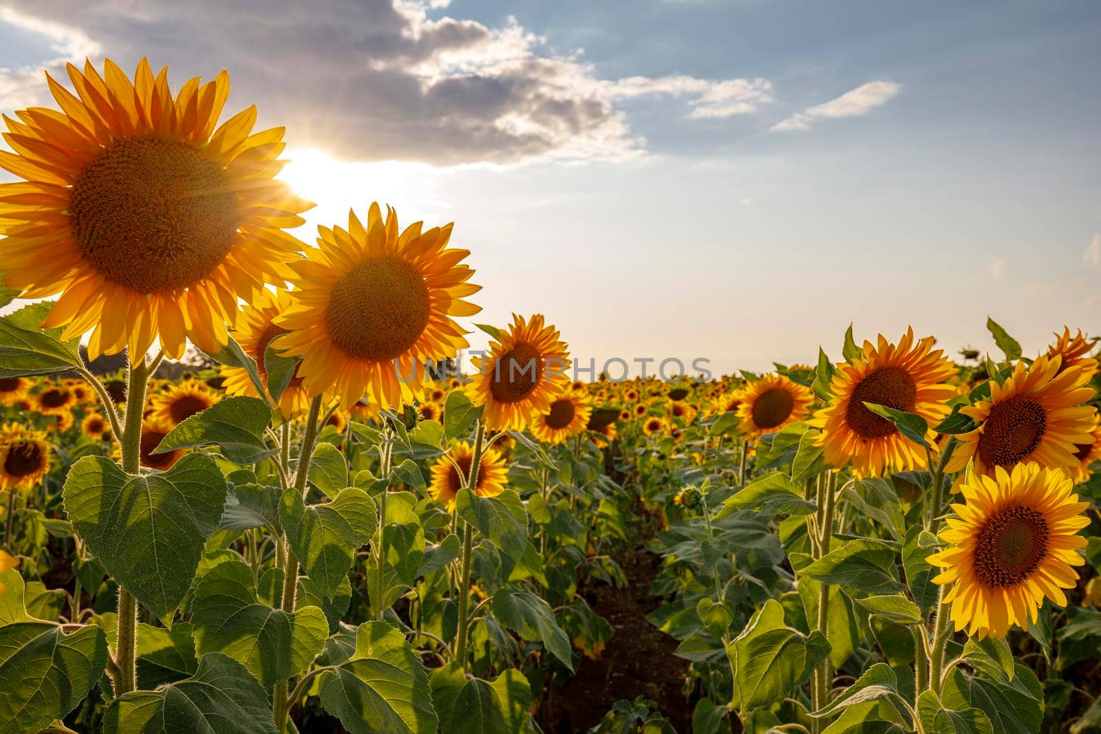 Sunflower flowers against the blue sky. Back light