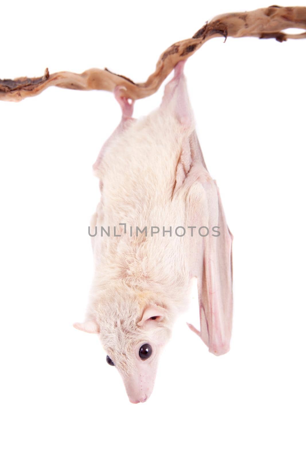 Egyptian fruit bat isolated on white by RosaJay