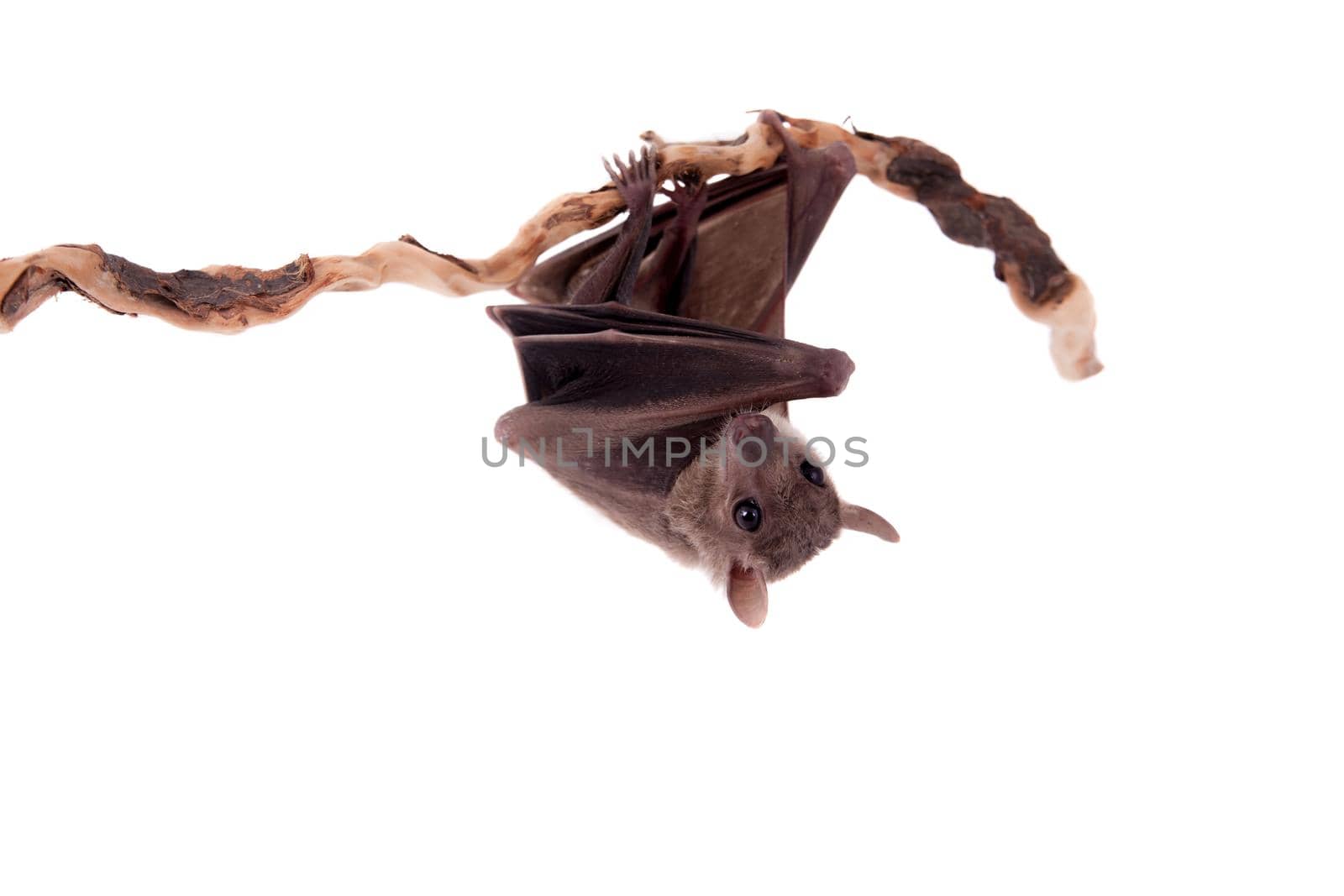 Egyptian fruit bat or rousette, Rousettus aegyptiacus. on white background