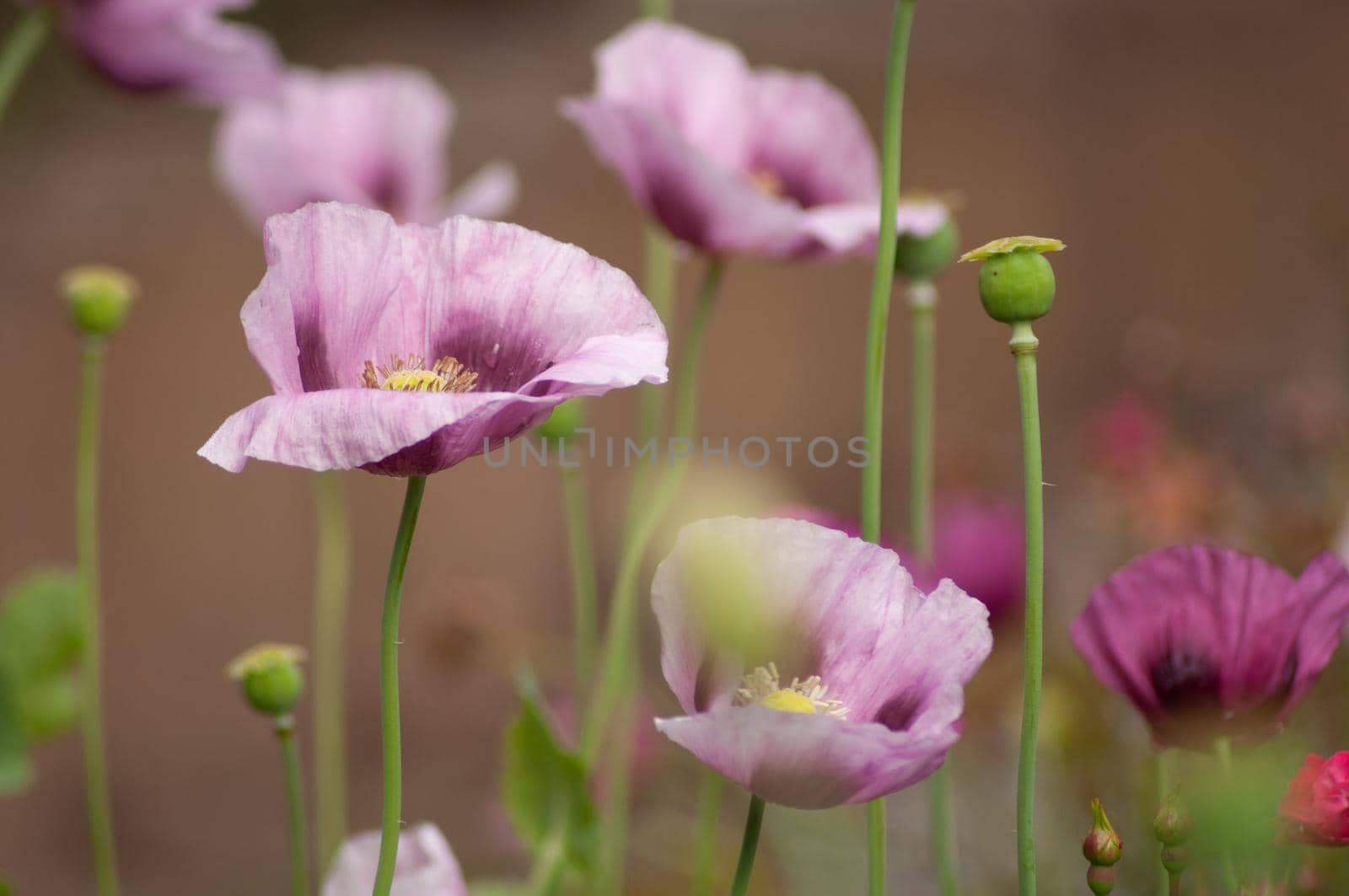 amazing purple poppies summer buds of summer flowers close up, floral background. High quality photo