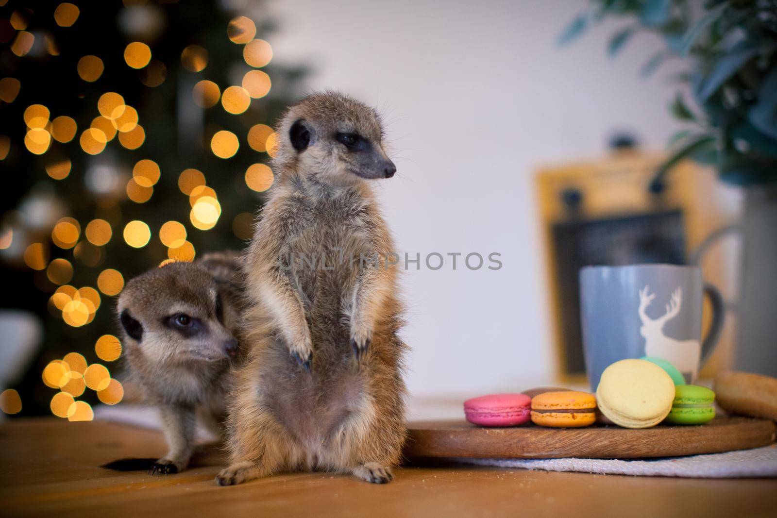 The meerkat or suricate cubs in decorated room with Christmass tree. by RosaJay