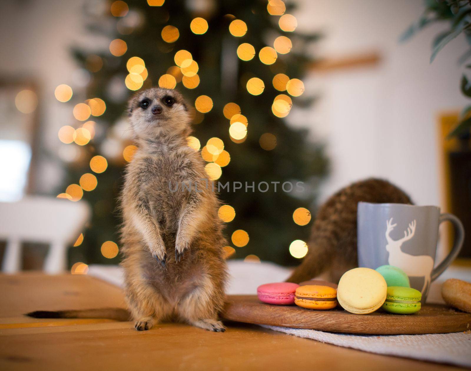 The meerkat or suricate cub in decorated room with Christmass tree. by RosaJay