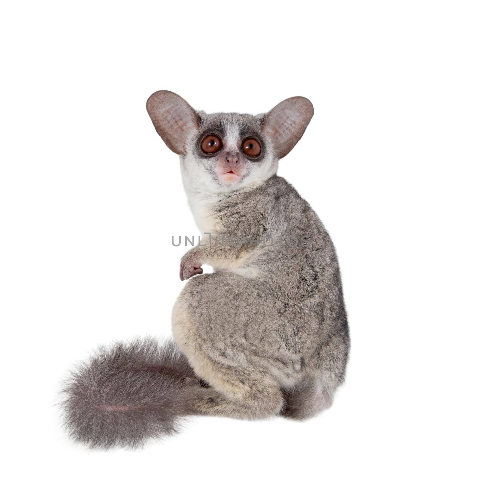 The Senegal bushbaby, Galago senegalensis, isolated on white background