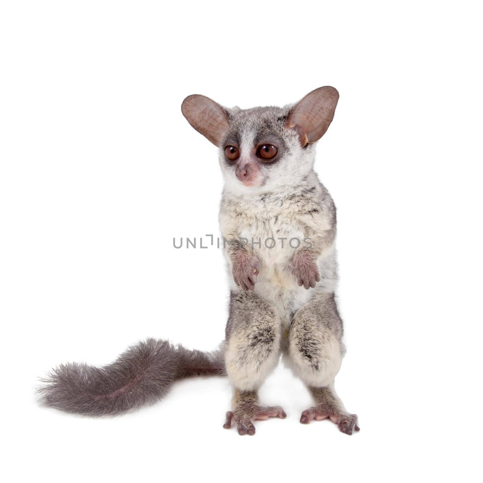 The Senegal bushbaby, Galago senegalensis, isolated on white background