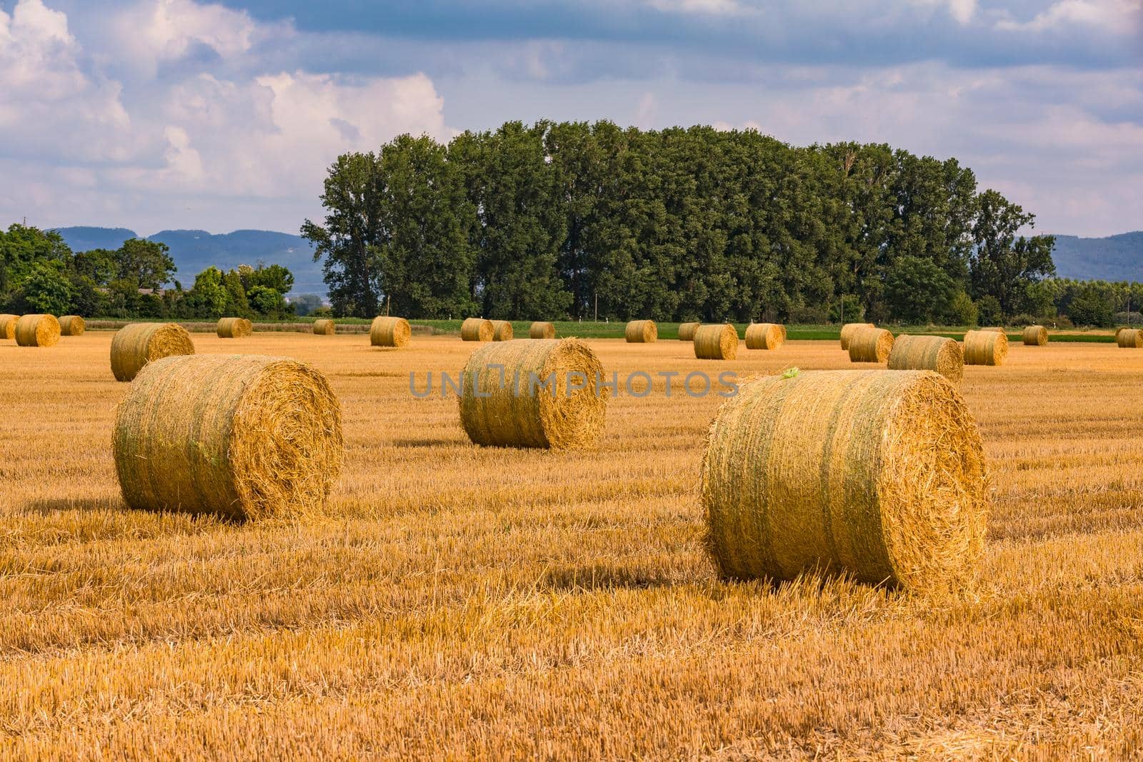 Round bales in a harvested field after hay harvest in summer