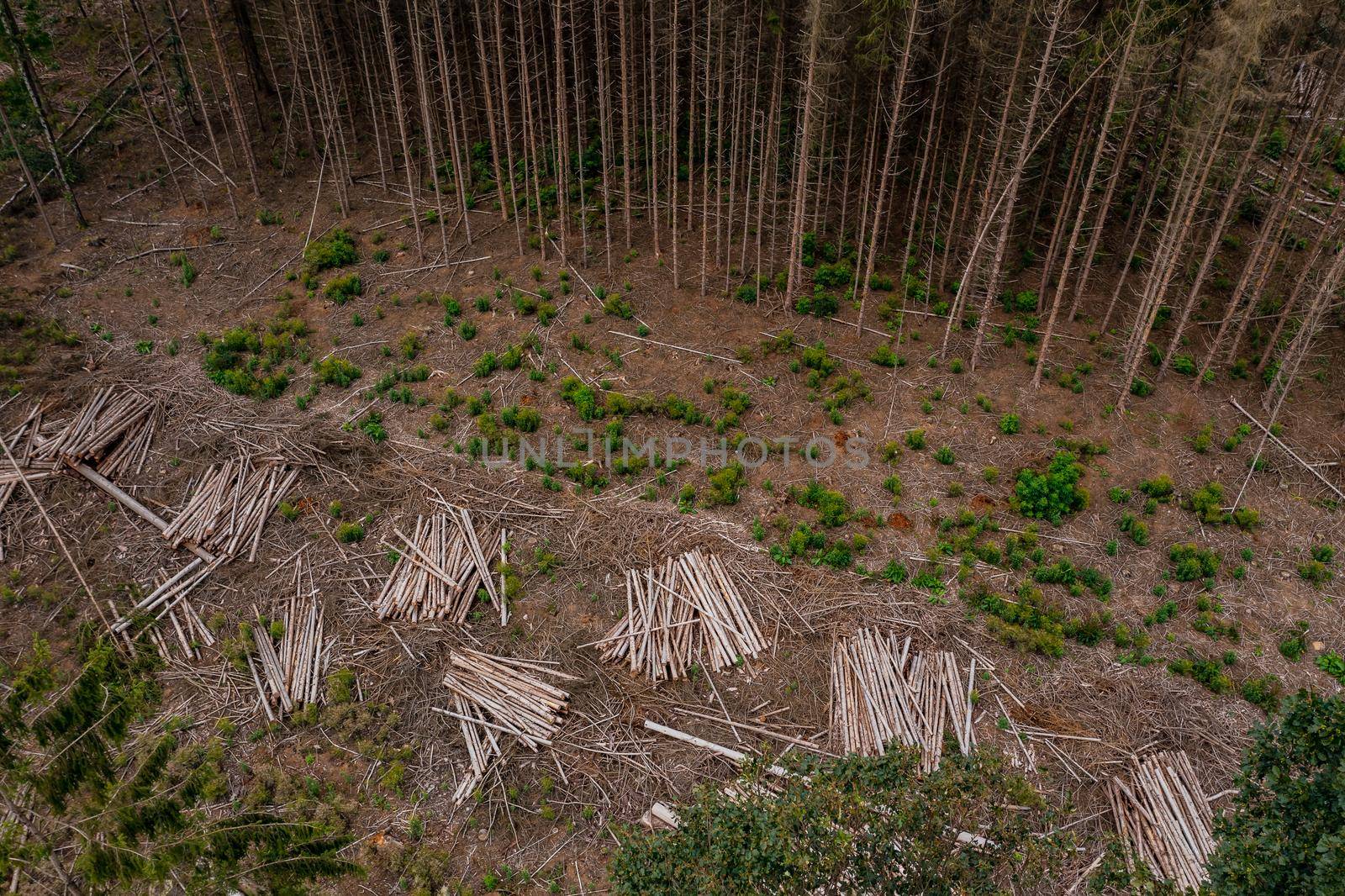 Climate change is fueling the death of spruce and pine forests in Germany