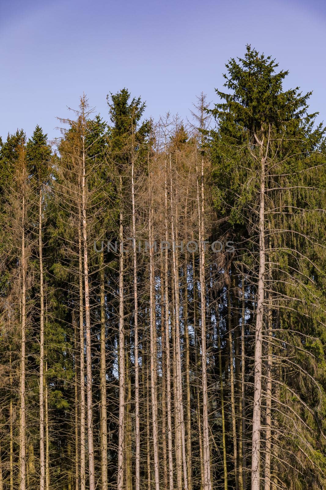 Drought and increased insect infestation are reasons for forest dieback in Germany