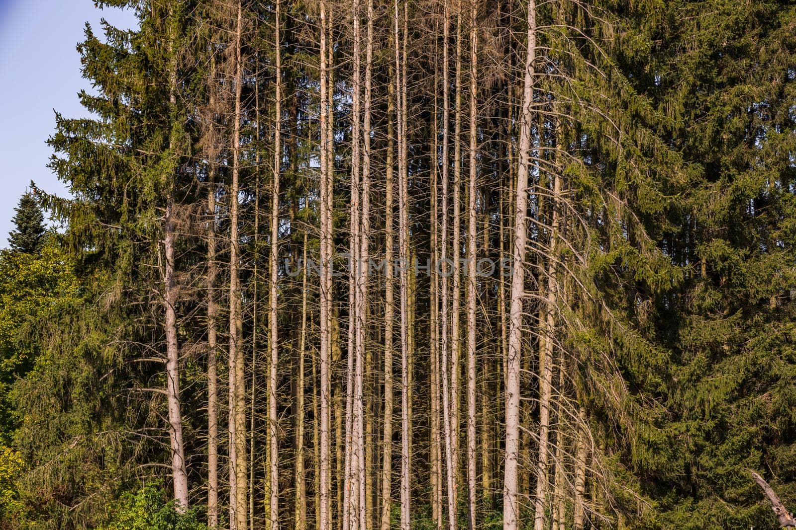The forest dieback in the German forest can be seen almost everywhere