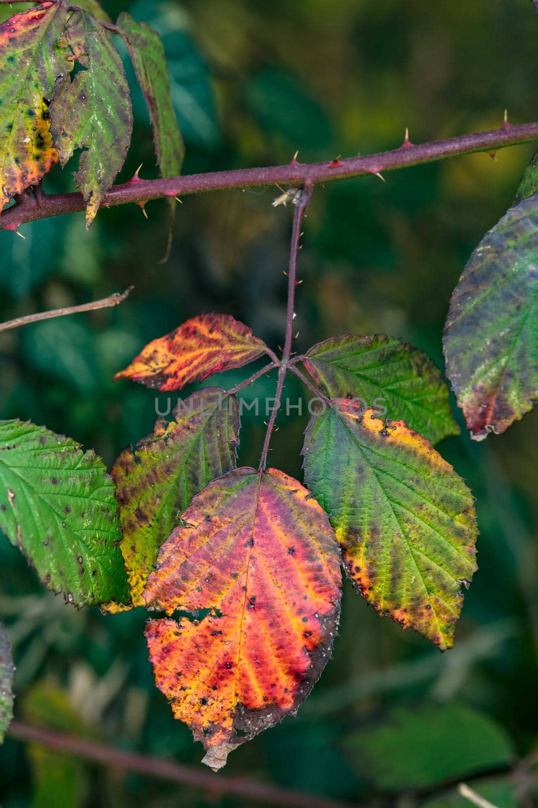 Colorful image of an autumn leaf with distinctive colors and shapes