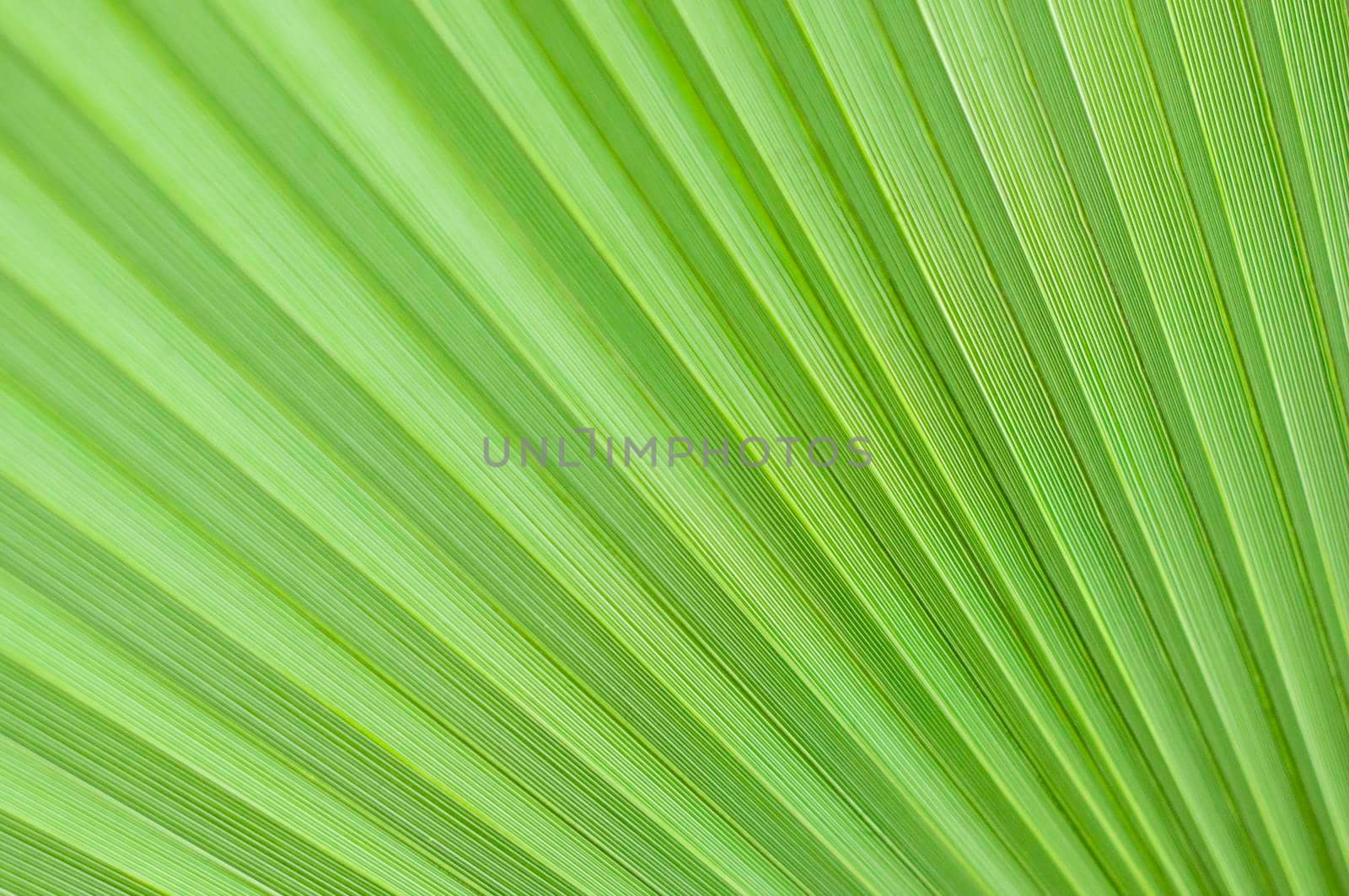 abstract texture Fans of light green palm leaf, natural leafy background High quality photo
