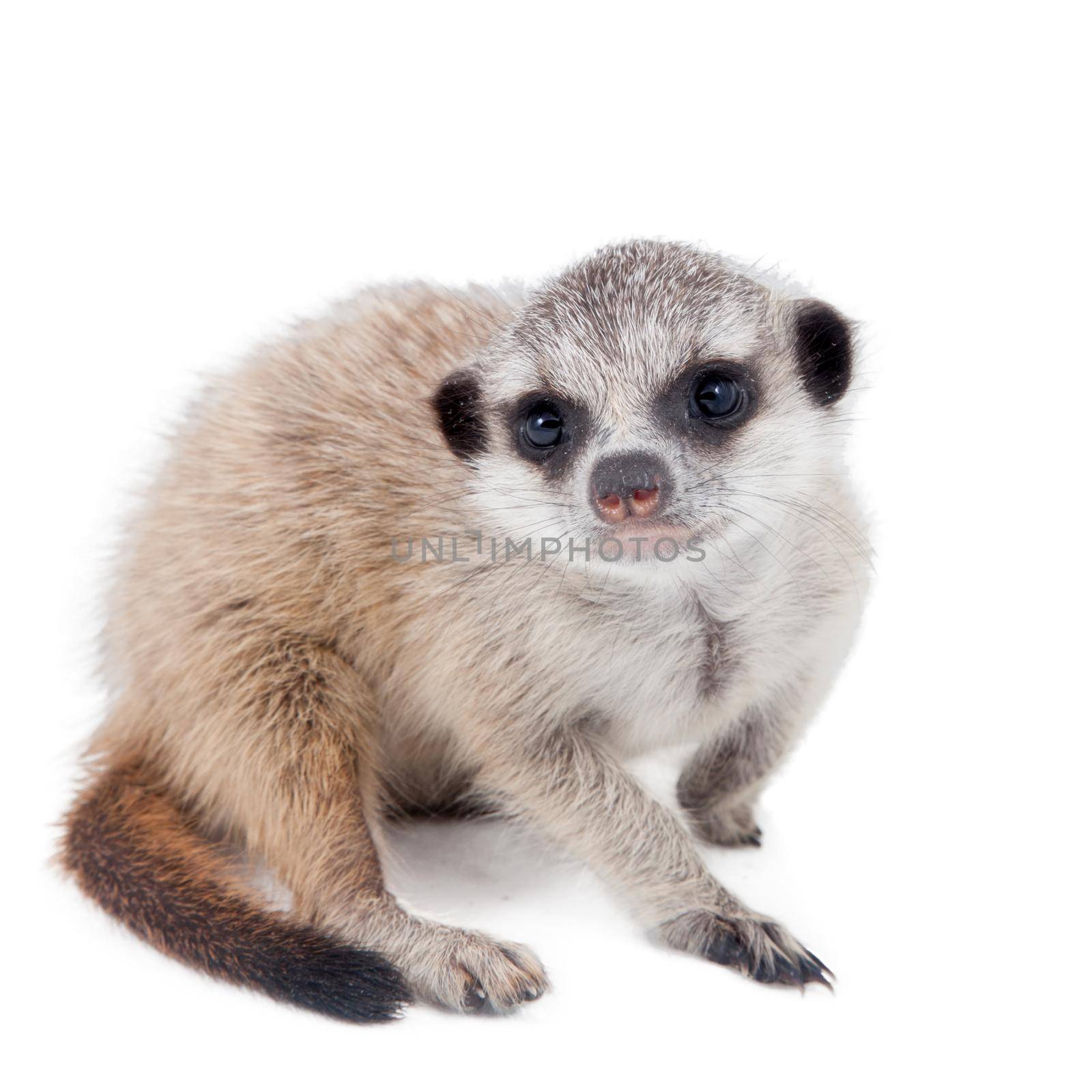 The meerkat or suricate cub, 2 month old, on white by RosaJay