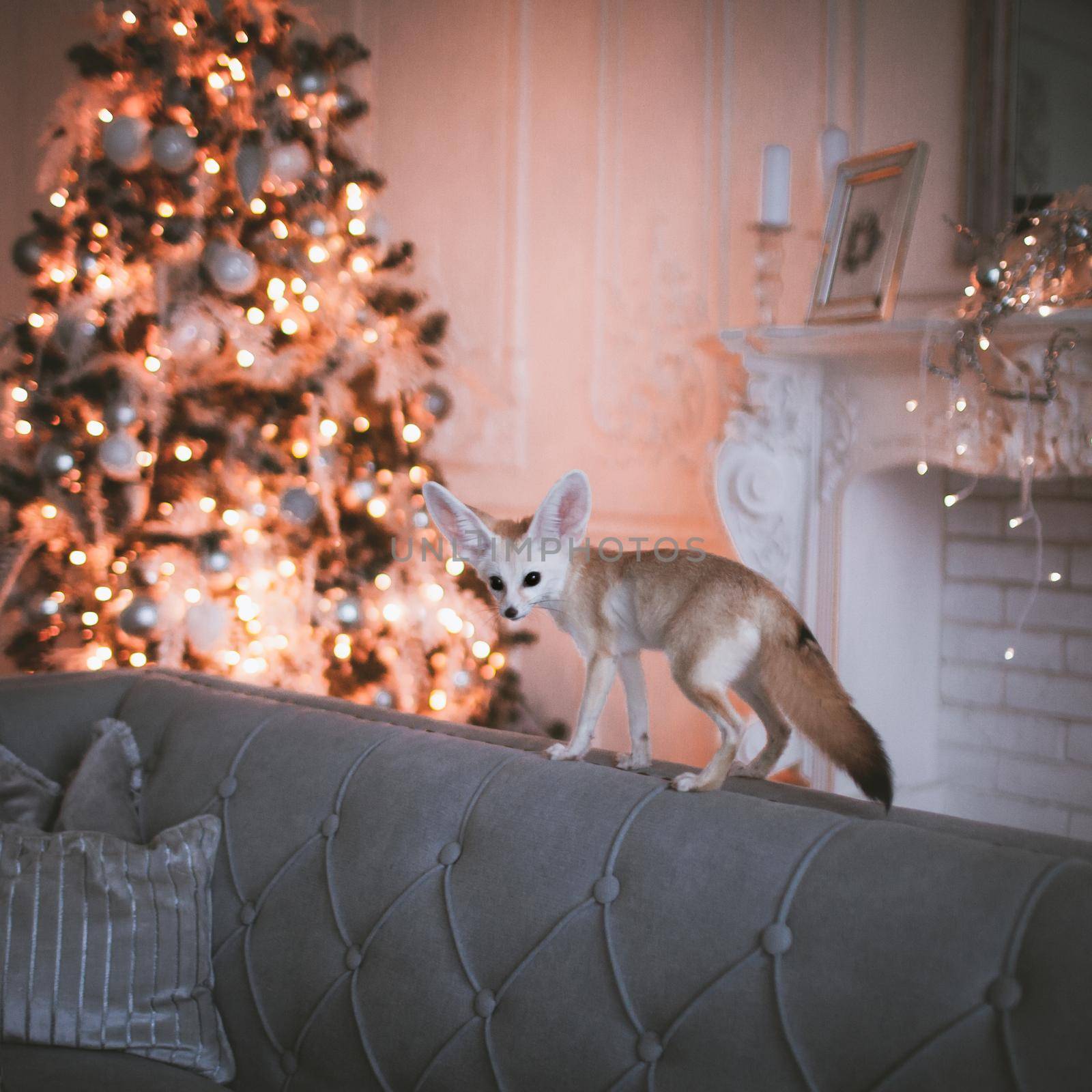 Pretty Fennec fox cub on brown in decorated room with Christmass tree. by RosaJay