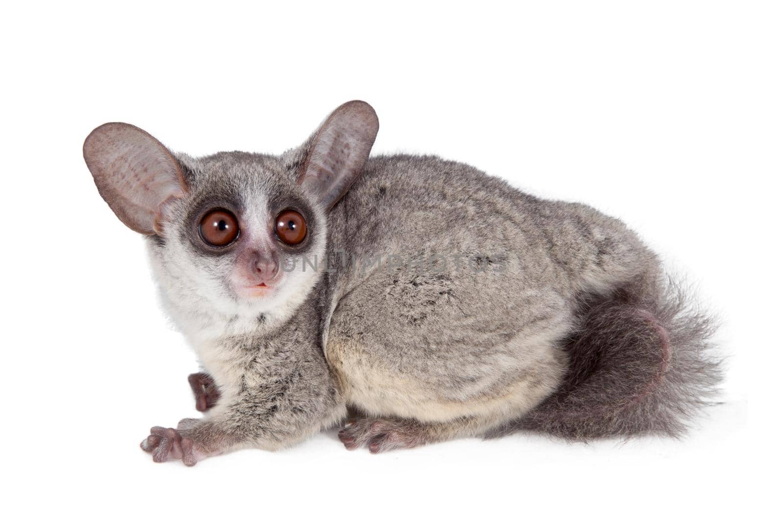 The Senegal bushbaby, Galago senegalensis, isolated on white background