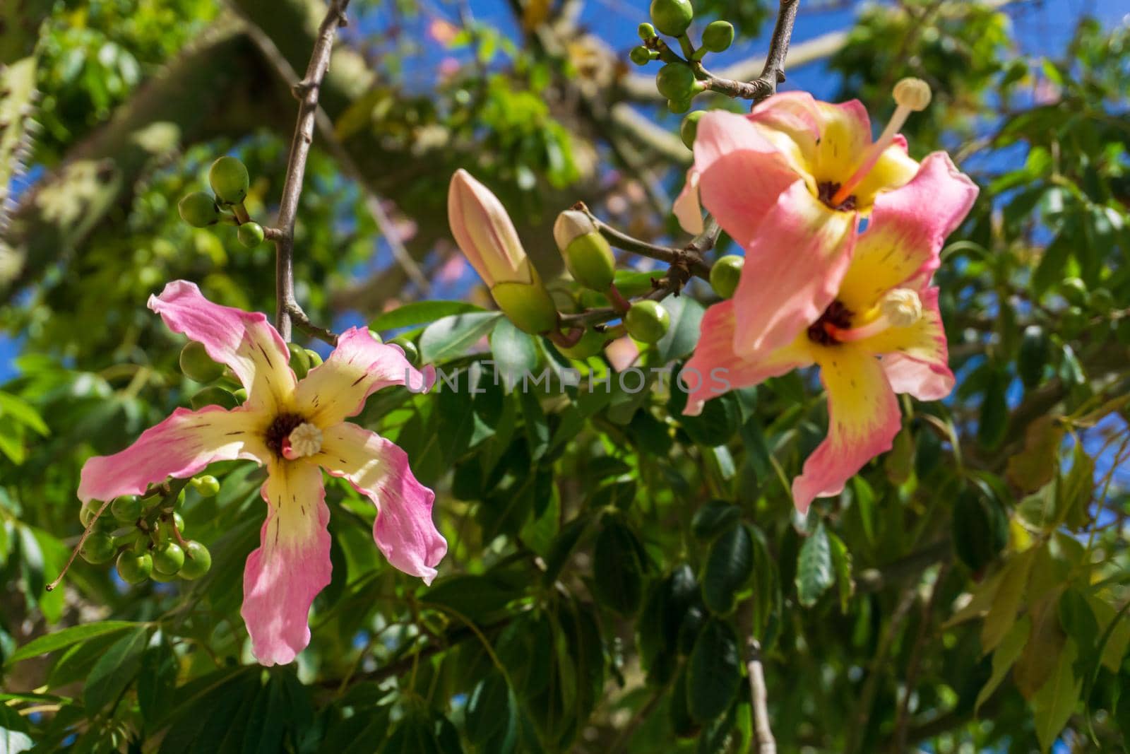 A Ceiba Chorizia tree blooming with yellow-pink flowers against a blue sky. Natural background