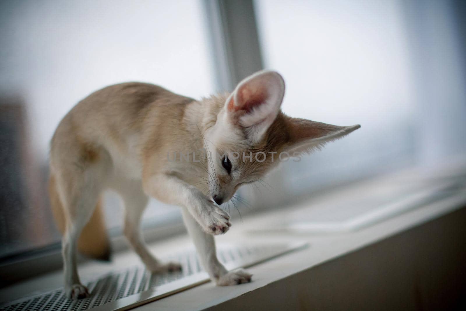 Pretty Fennec fox, Vulpes zerda, cub in front of window