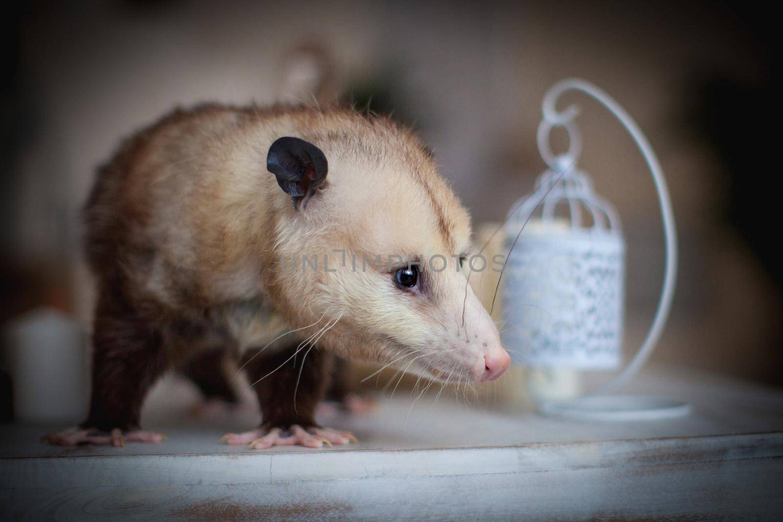 The Virginia or North American opossum, Didelphis virginiana, on a table