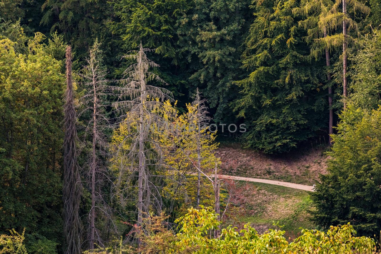 Drone image of individual sick and dead spruce trees in a green mixed forest in Germany