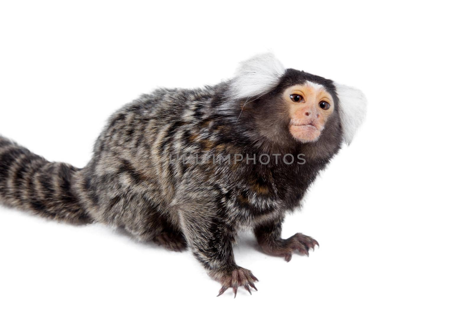 The common marmoset, Callithrix jacchus, isolated on white background