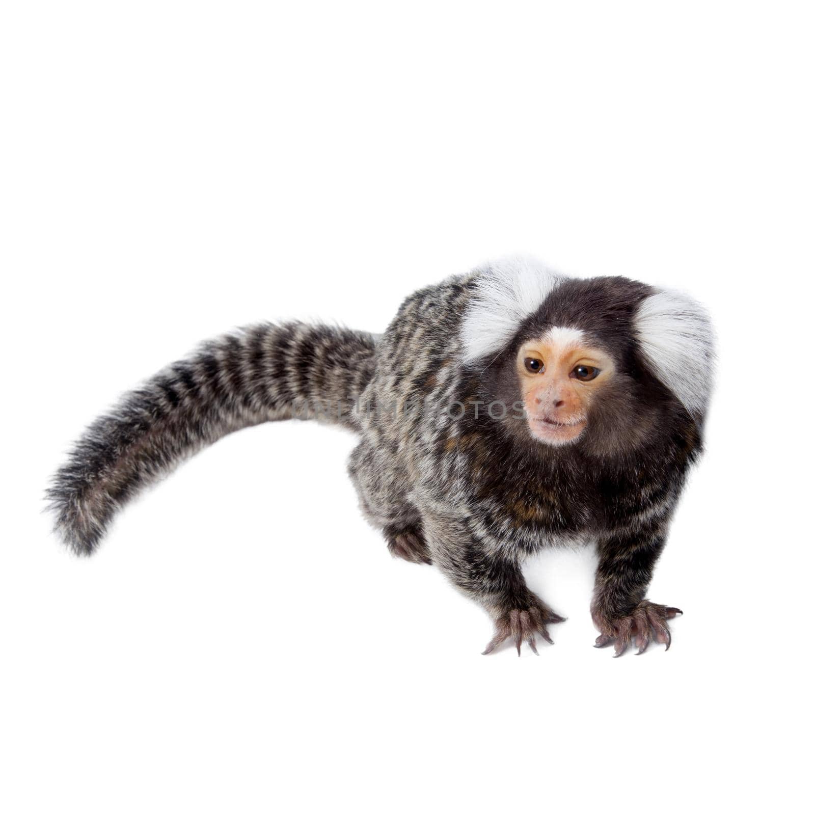 The common marmoset on white by RosaJay