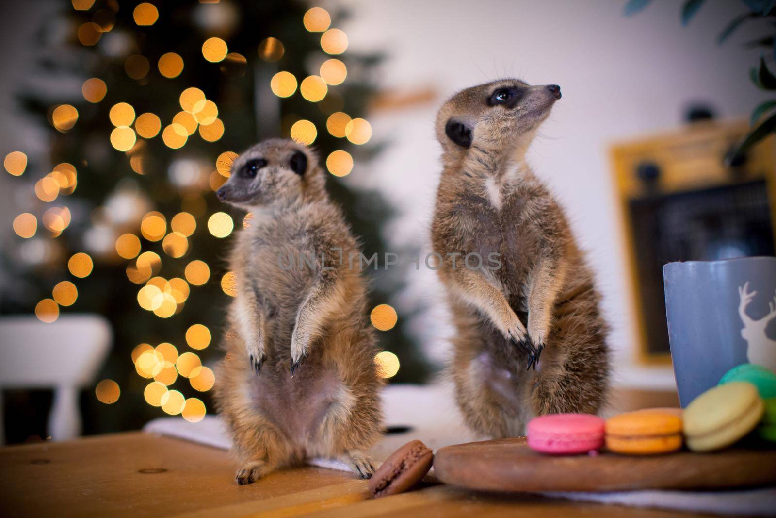 The meerkat or suricate cubs, Suricata suricatta, in decorated room with Christmass tree. New Years celebration.