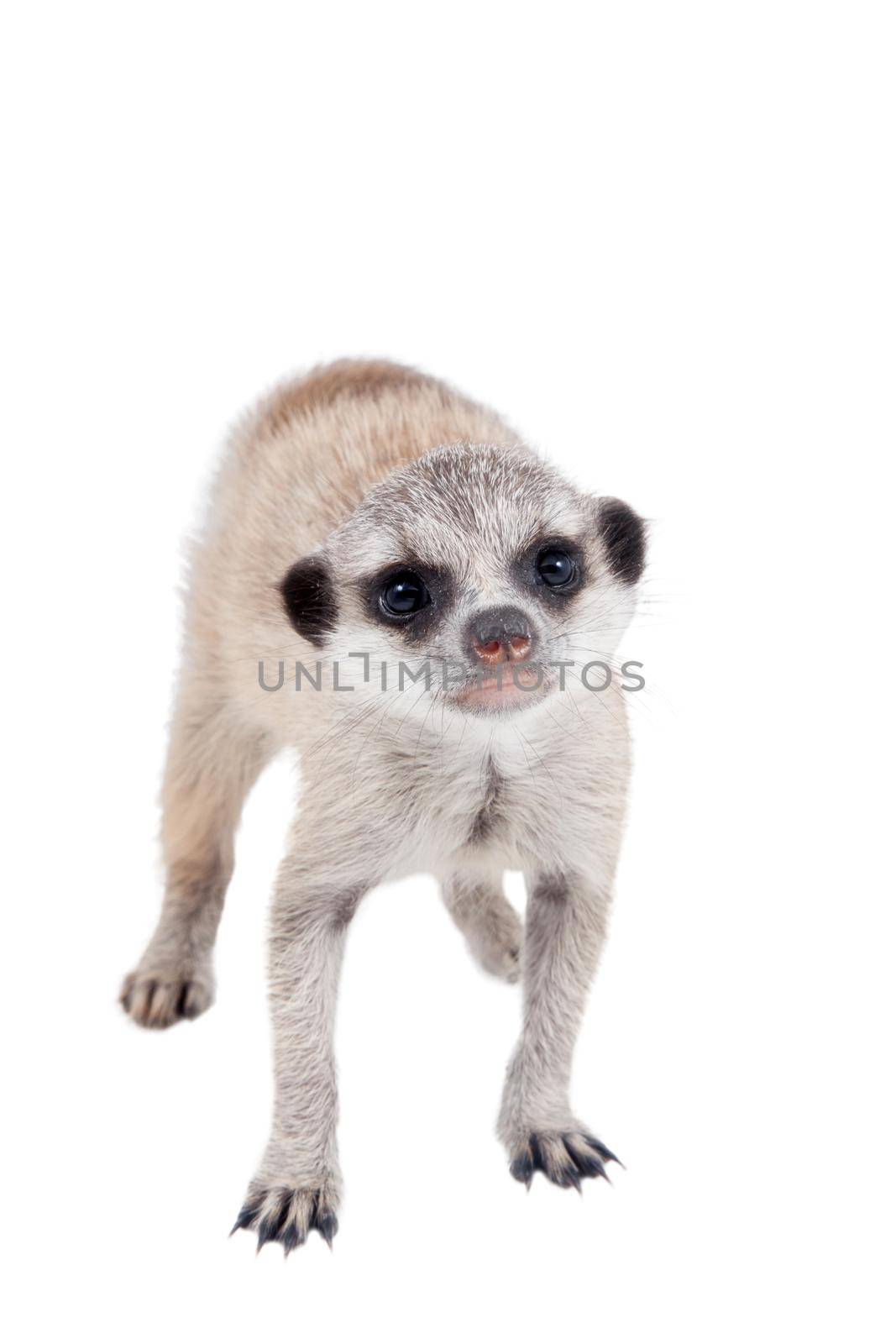 The meerkat or suricate cub, 2 month old, on white by RosaJay